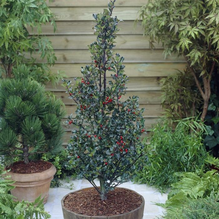 Ilex x Meserveae Blue Angel Cono