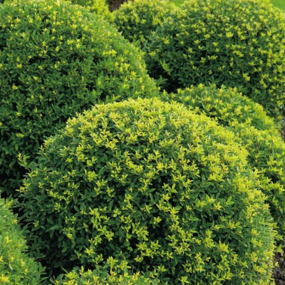 Ilex x Meserveae Blue Maid Bola