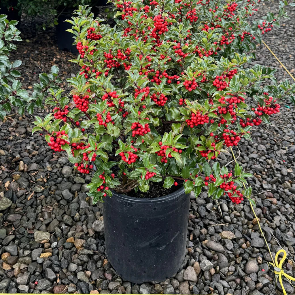 Ilex x Meserveae Blue Princes