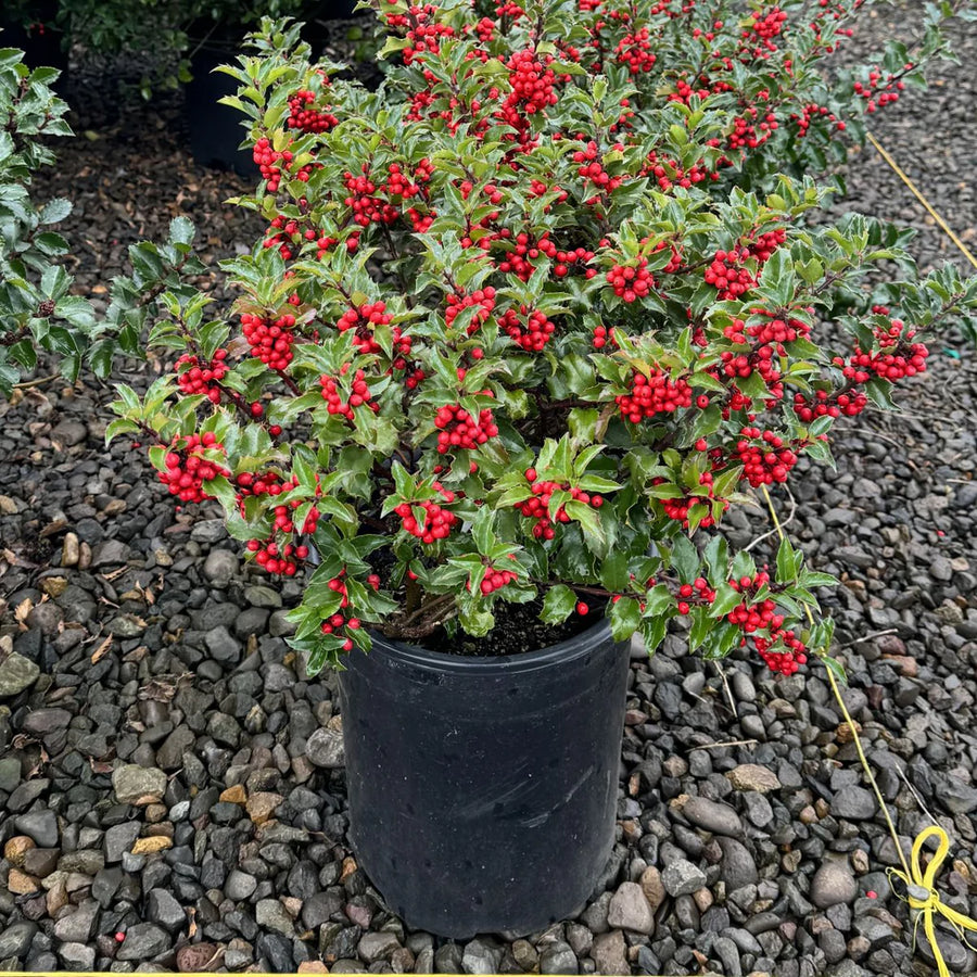 Ilex x Meserveae Blue Princes