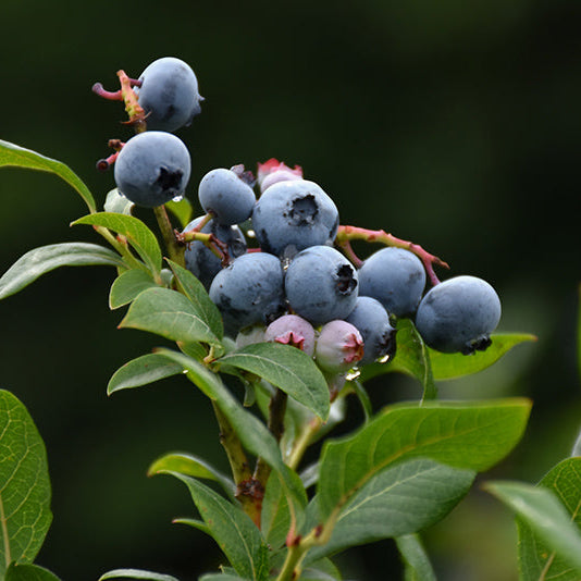 Vaccinium cor. 'Northland'