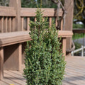 Juniperus Communis Pencil Point