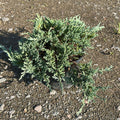 Juniperus Horizontalis Blue Chip