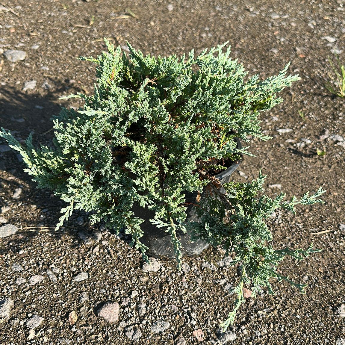 Juniperus Horizontalis Blue Chip
