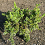 Juniperus Conferta Blue Pacific