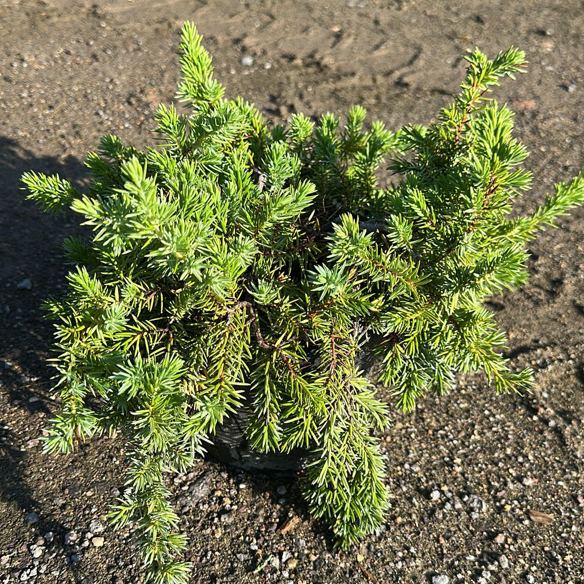Juniperus Conferta Blue Pacific