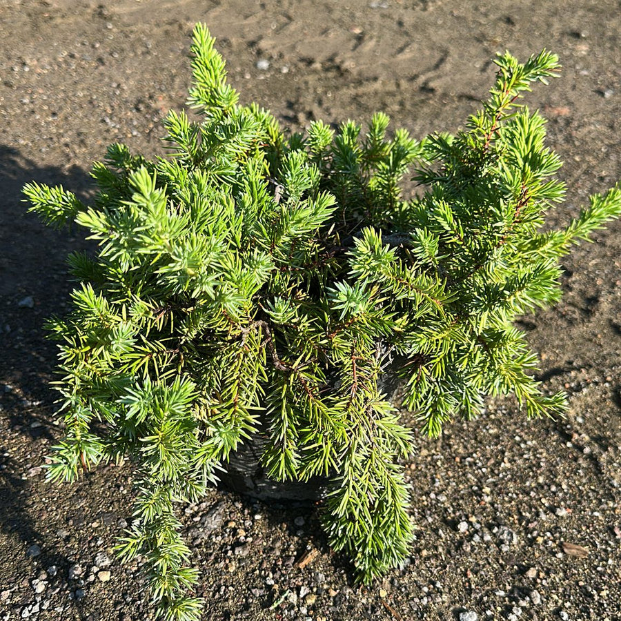 Juniperus Conferta Blue Pacific