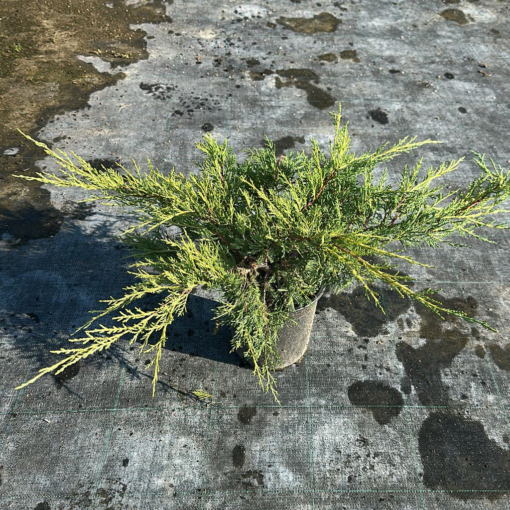 Juniperus Media PTZ.Aurea