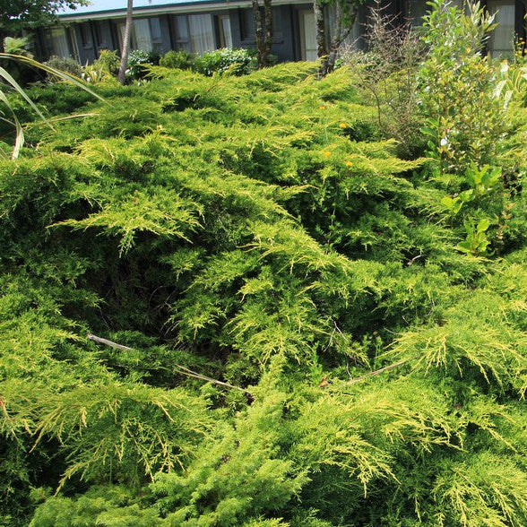 Juniperus x Media Old Gold