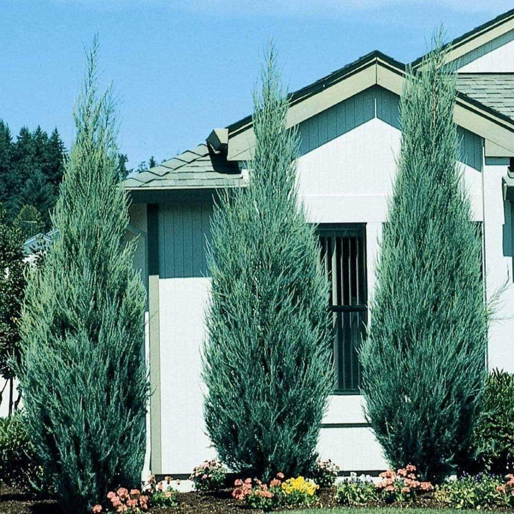 Juniperus Skyrocket