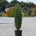 Juniperus Skyrocket