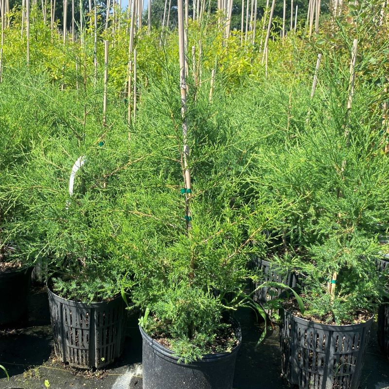 Juniperus Virginiana