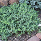 Juniperus Conferta Blue Pacific