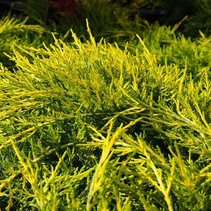 Juniperus Media PTZ.Aurea