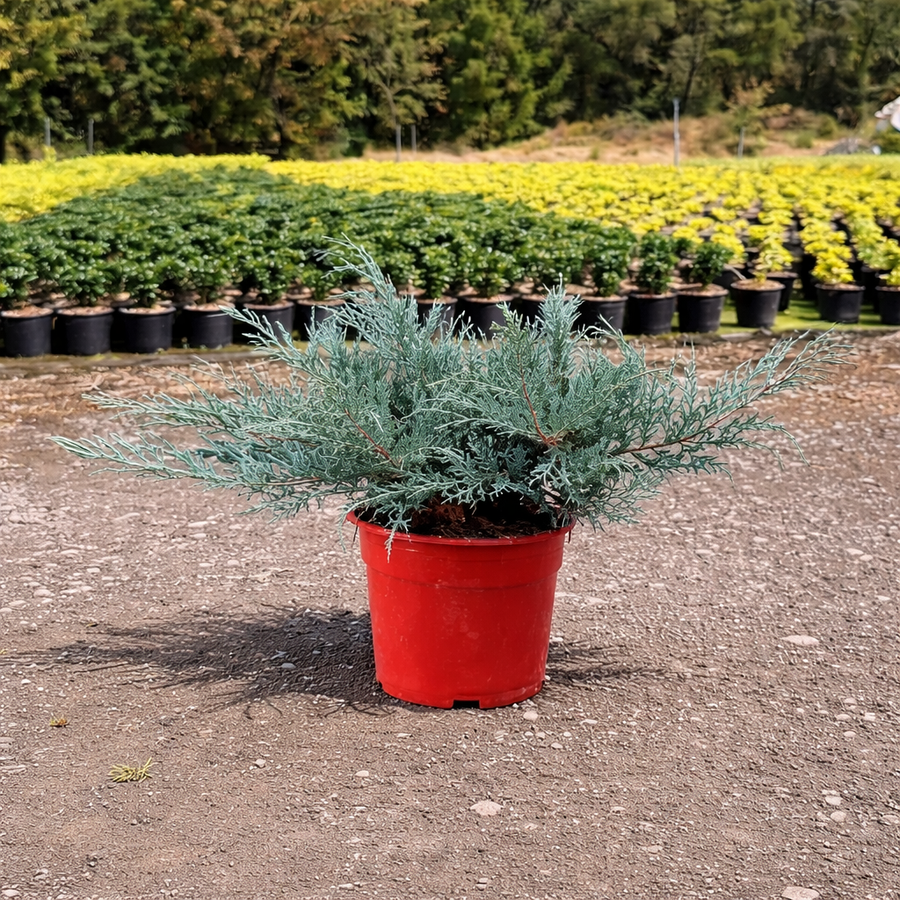 Juniperus Pfitseriana Glauca