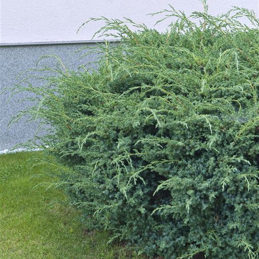 Juniperus chin. 'Blue Alps'