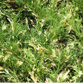 Juniperus horizontalis 'Andorra Variegata'