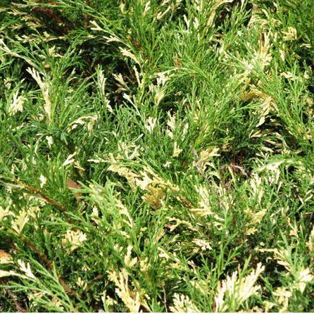 Juniperus horizontalis 'Andorra Variegata'