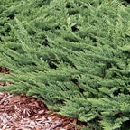 Juniperus horizontalis 'Prince of Wales'