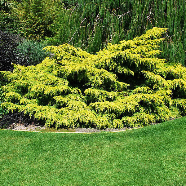 Juniperus media 'Old Gold'