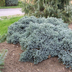 Juniperus squam. 'Blue Star'