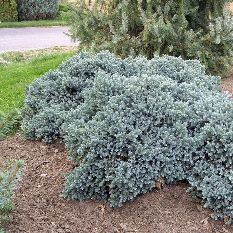 Juniperus squam. 'Blue Star'
