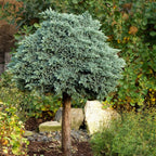 Juniperus squam. 'Blue Star'