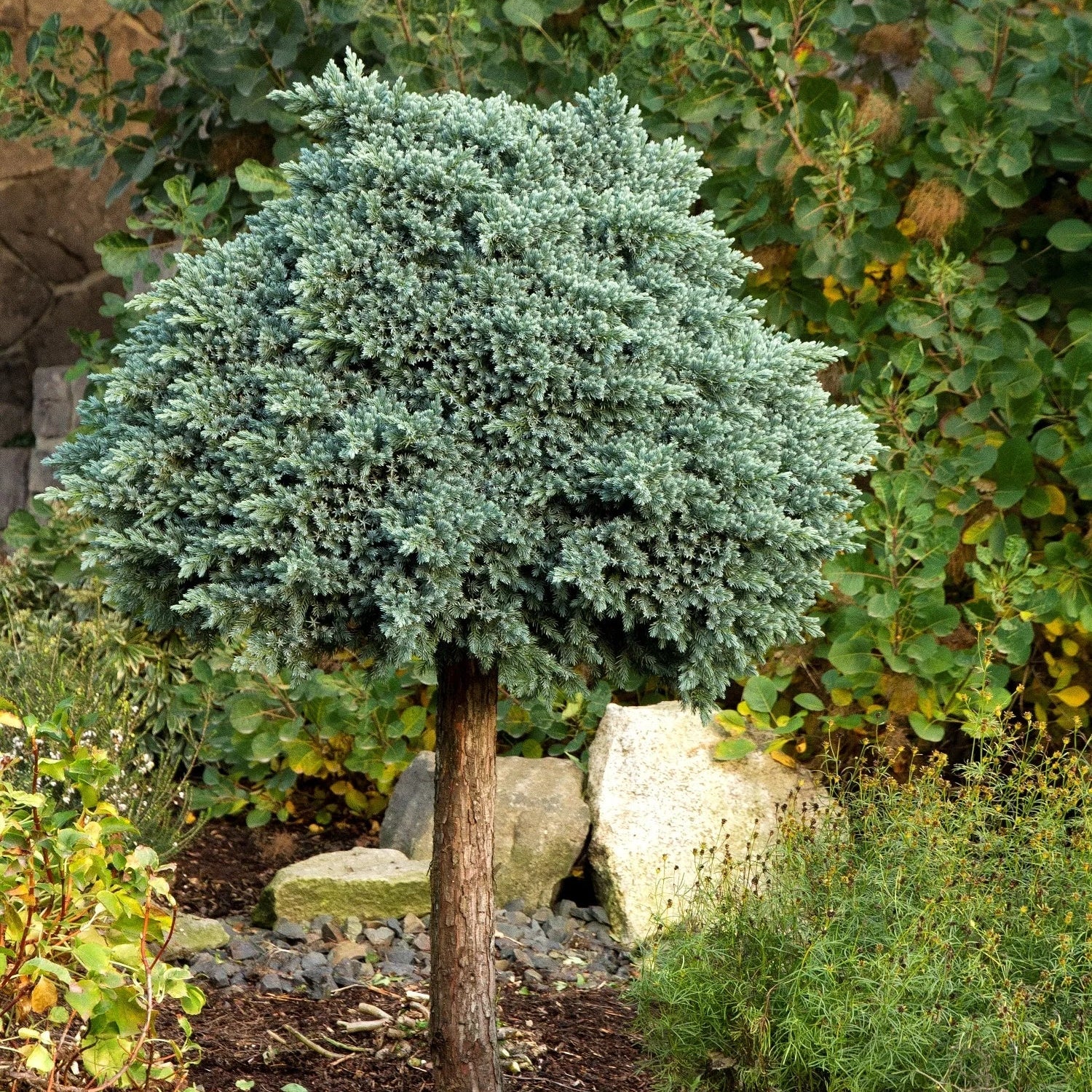 Juniperus squam. 'Blue Star'