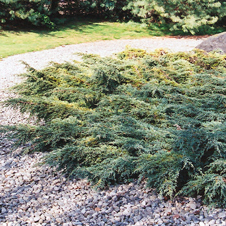 Juniperus squam. 'Holger'