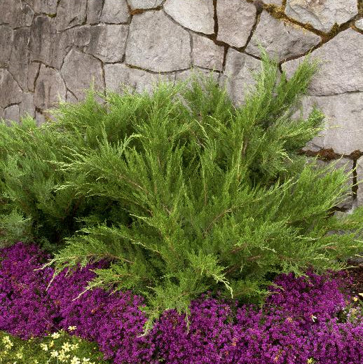 Juniperus × media 'Mint Julep'