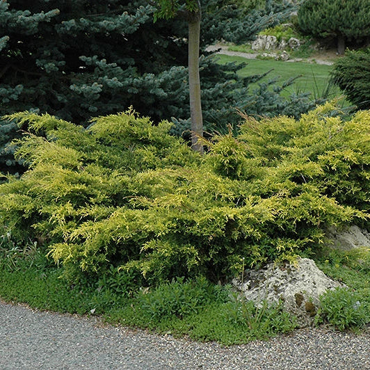 Juniperus × media 'Old Gold'