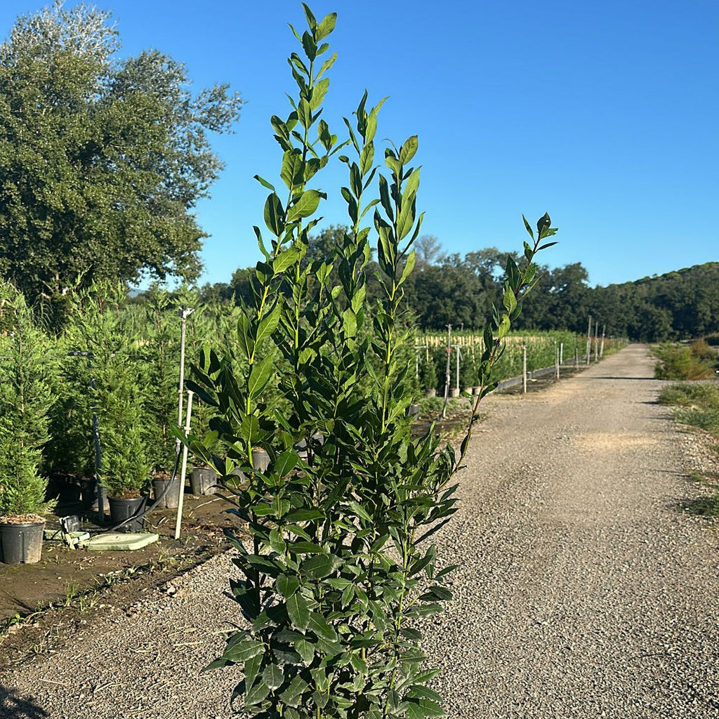 Laurus Nobilis