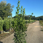 Laurus Nobilis