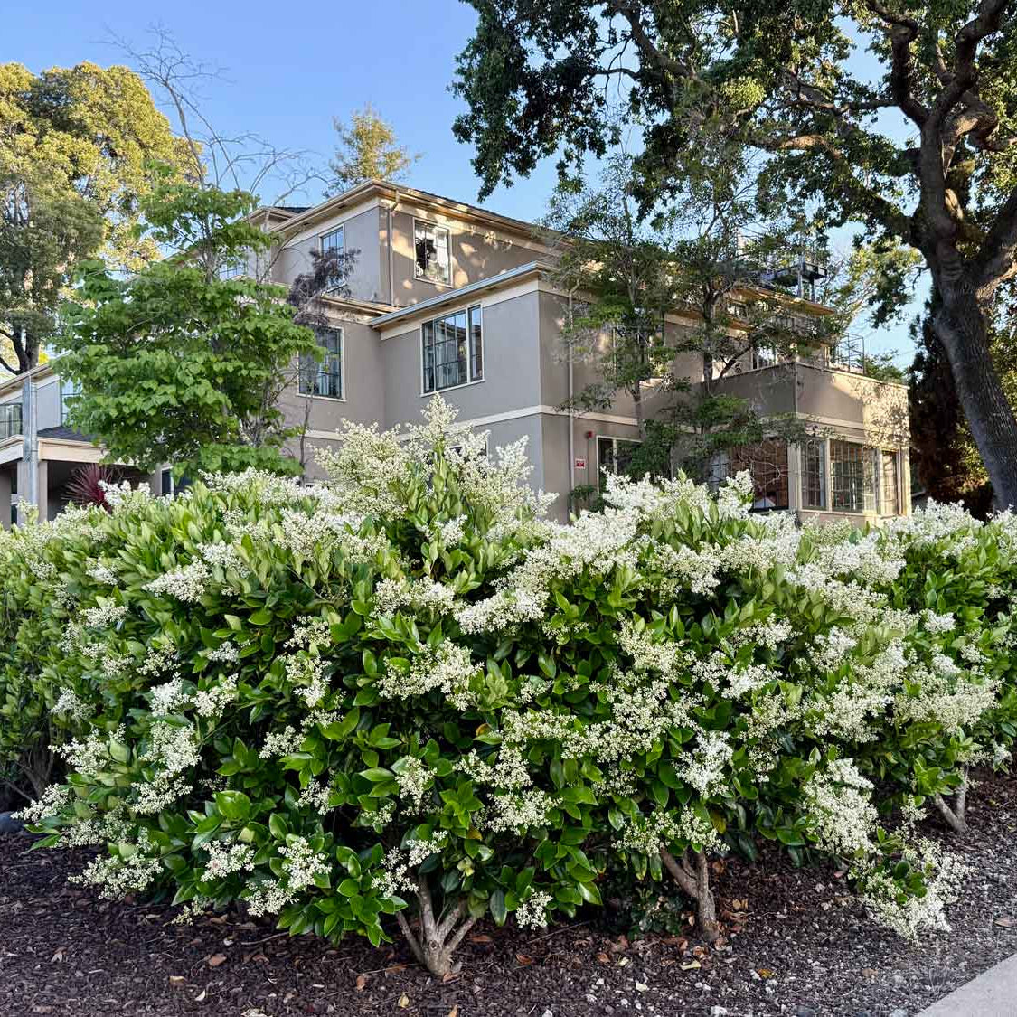 Ligustrum japonicum 'Texanum'