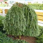 Larix kampf. 'Stiff Weeper'