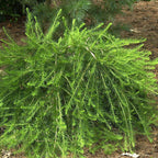 Larix decidua 'Little Bogle'