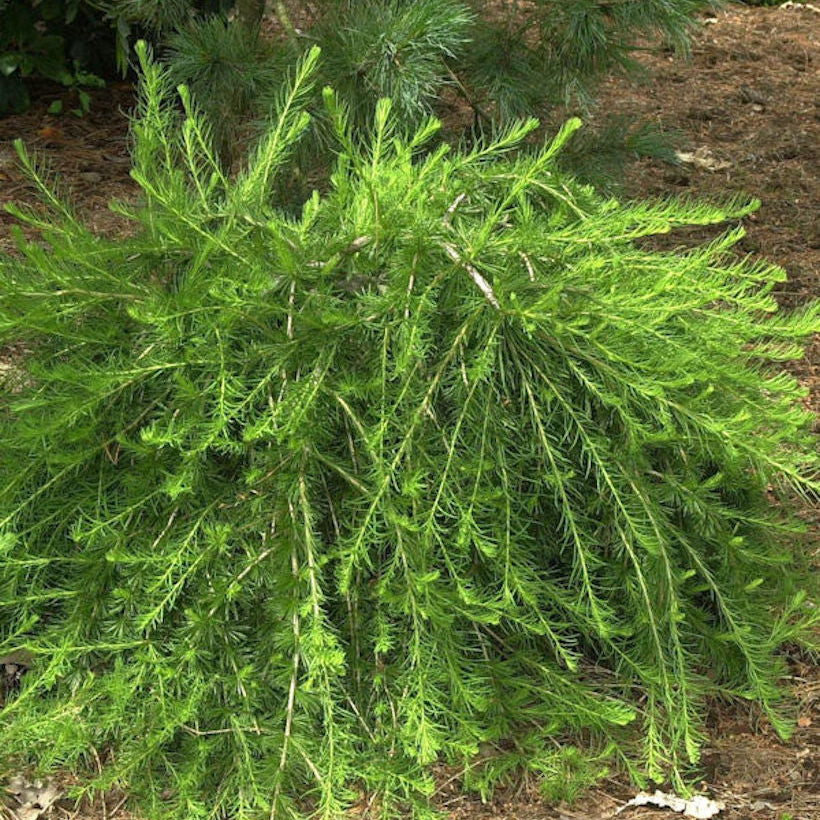 Larix decidua 'Little Bogle'