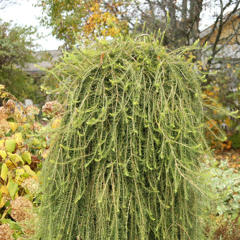 Larix decidua 'Puli'