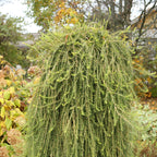 Larix decidua 'Puli'