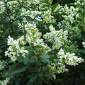 Ligustrum Ovalifolium Glauca