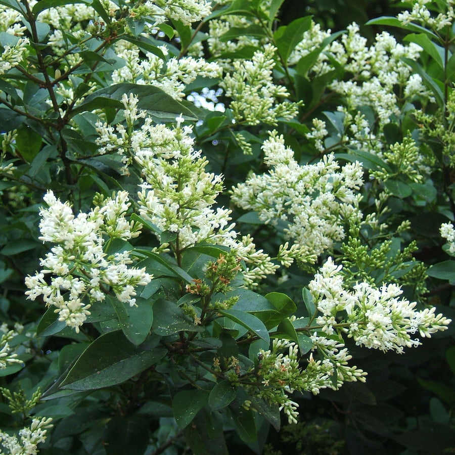 Ligustrum Ovalifolium Glauca