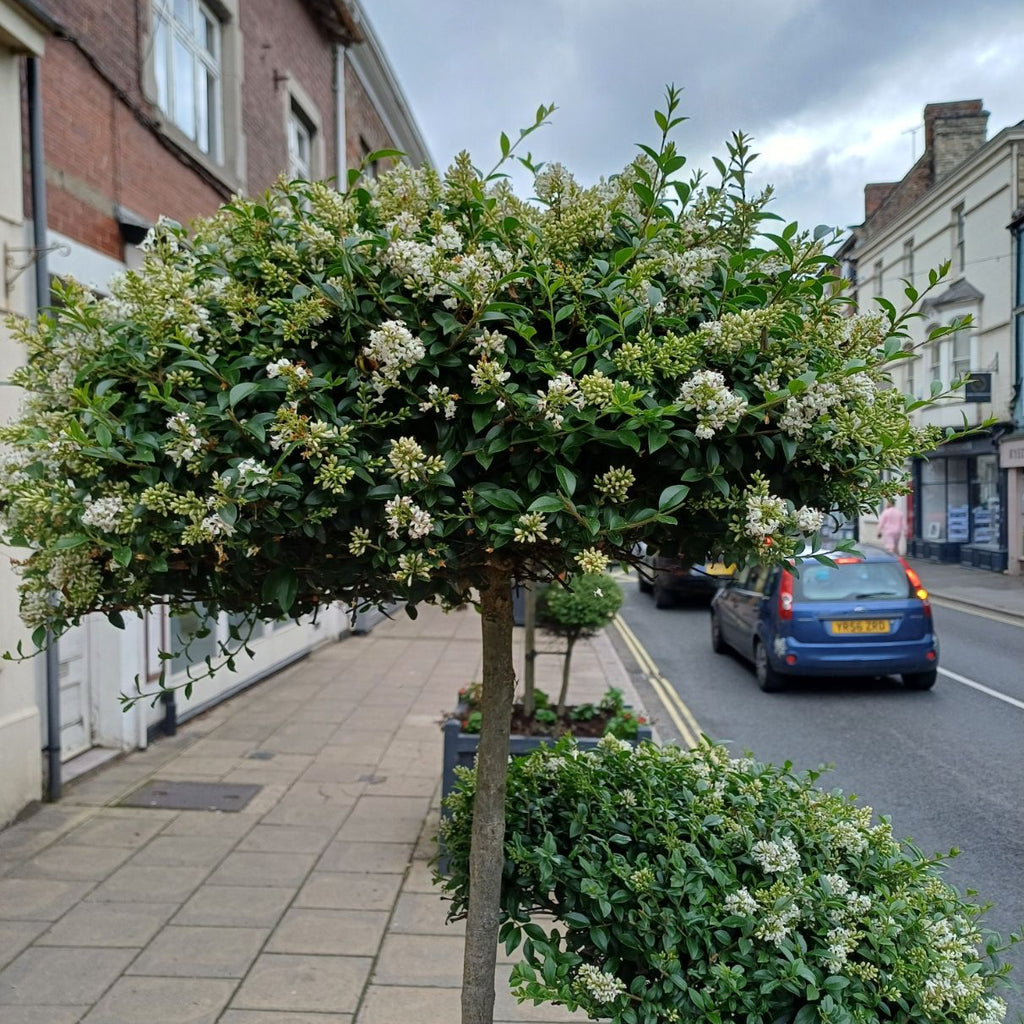 Ligustrum delavayanum