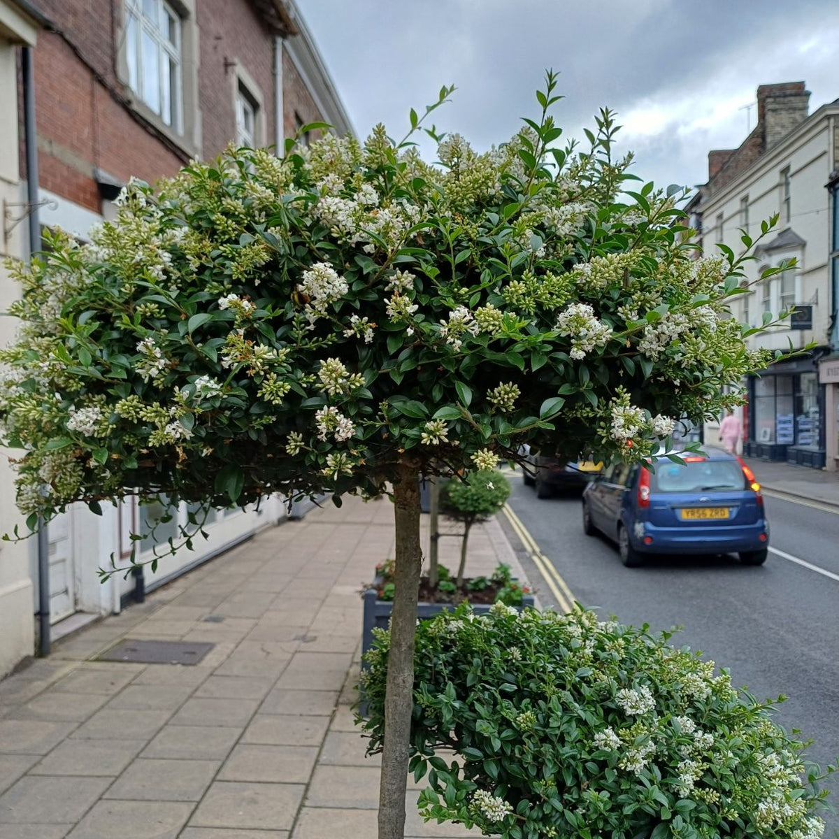 Ligustrum delavayanum