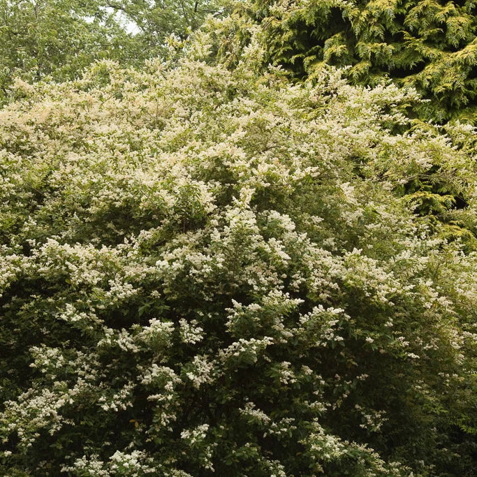 Ligustrum japonicum