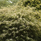 Ligustrum japonicum