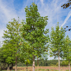Liriodendron Tulipifera