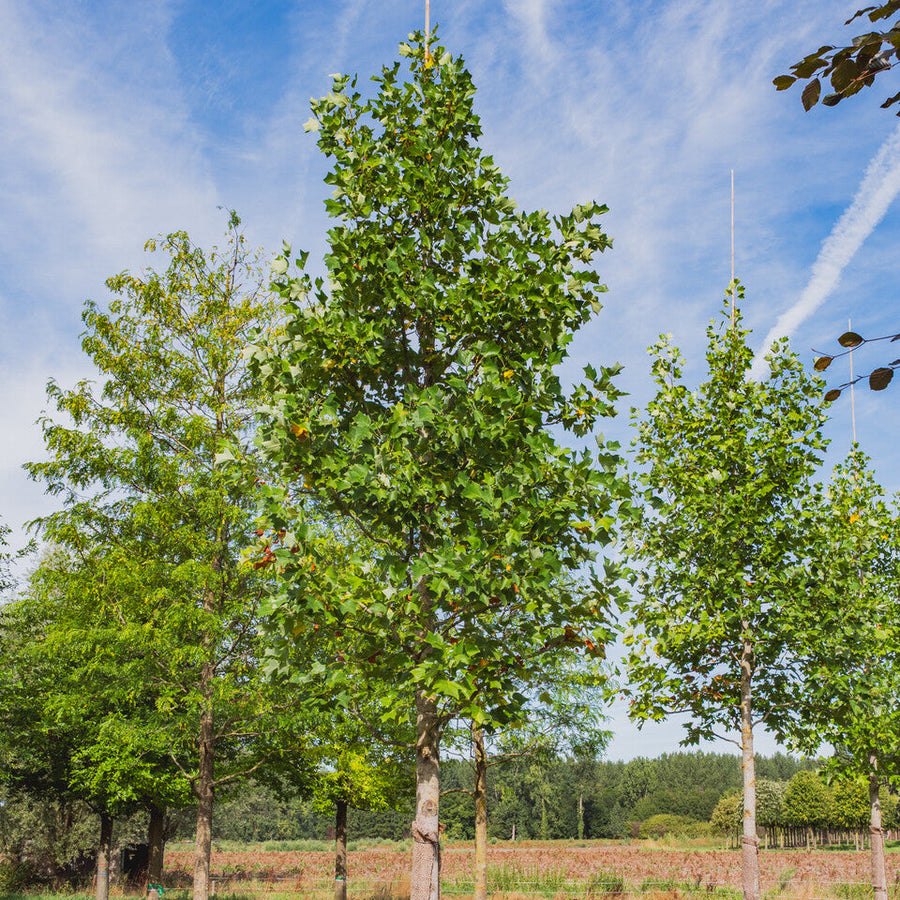 Liriodendron Tulipifera