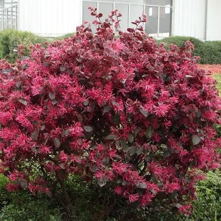 Loropetalum chinense 'Black Pearl'