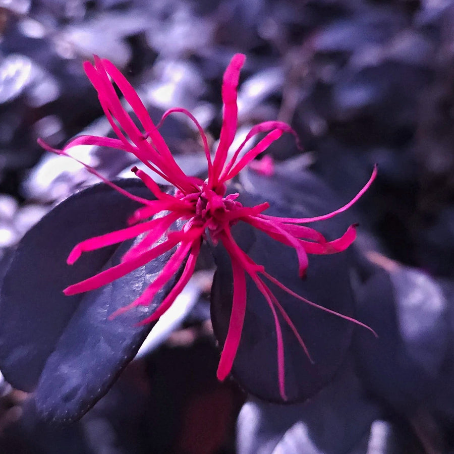 Loropetalum chinense 'Black Pearl'