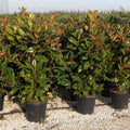 Magnolia Grandiflora Gallissoniensis